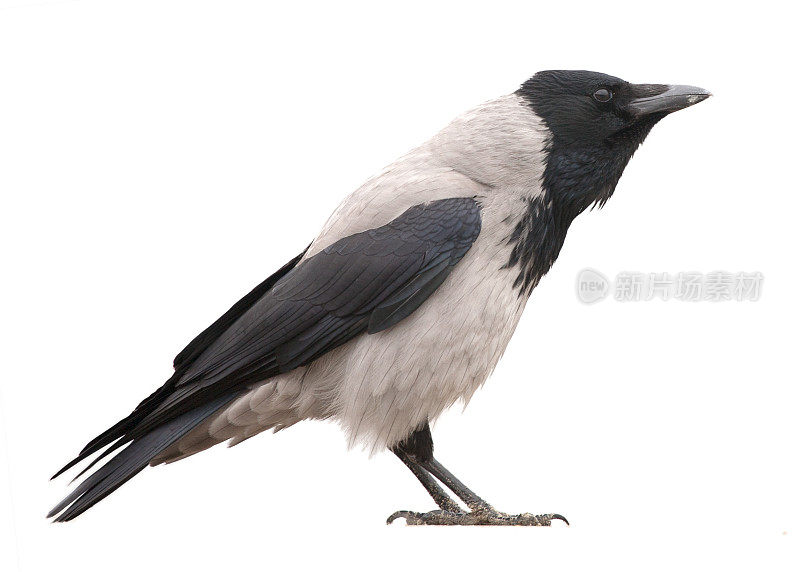 冠乌鸦(Corvus cornix)